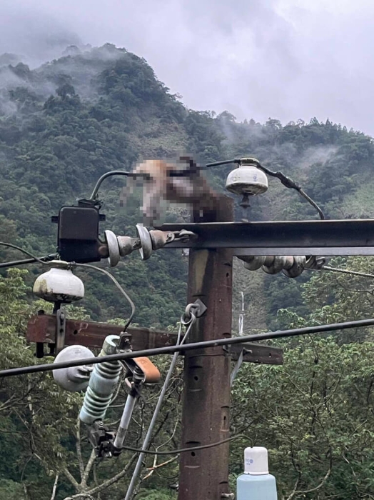 苗栗縣南莊山區(qū)無預警停電 獼猴惹禍觸電焦黑亡