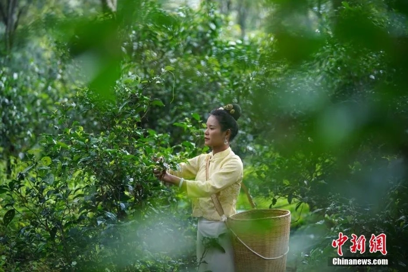 圖為景邁山茶農(nóng)正在采摘茶葉。中新社記者 劉冉陽 攝