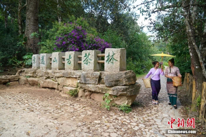 普洱景邁山古茶林文化景觀位于中國(guó)云南省普洱市瀾滄拉祜族自治縣惠民鎮(zhèn)。<a target='_blank' href='/'>中新社</a>記者 劉冉陽(yáng) 攝