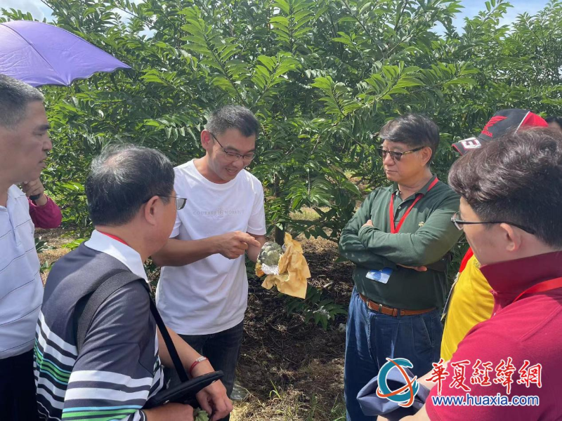 臺商蕭景瑞向考察團講解釋迦種植技術(shù)。（攝影 李昕）