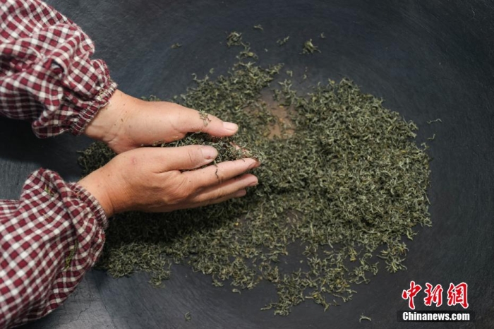 貴定縣云霧鎮(zhèn)一家茶葉加工坊工人用傳統(tǒng)手工方式將“云霧貢茶”揉制成形。瞿宏倫 攝