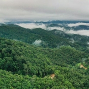 景邁山申遺成功 全球首個茶主題世界文化遺產(chǎn)花落中國