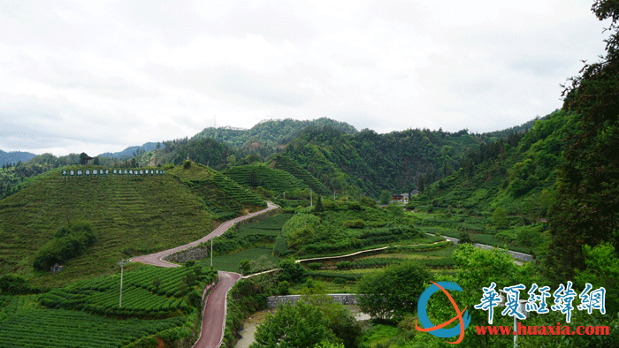 1：保靖黃金寨古茶園