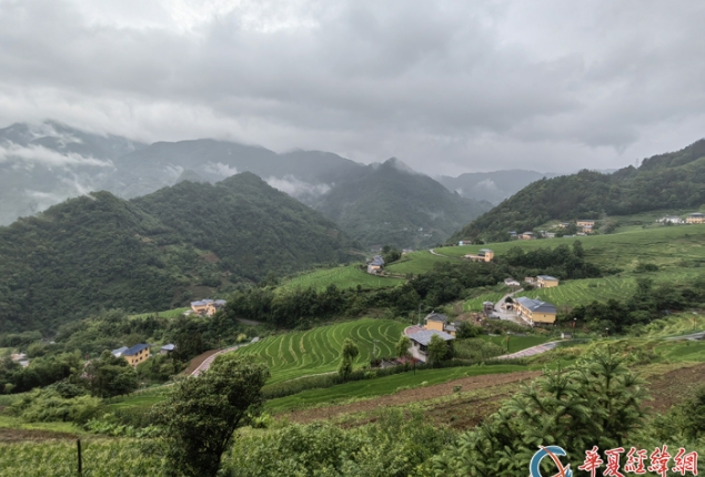 兩岸媒體人走進(jìn)安康市嵐皋縣 探訪魔芋產(chǎn)業(yè)和茶產(chǎn)業(yè)