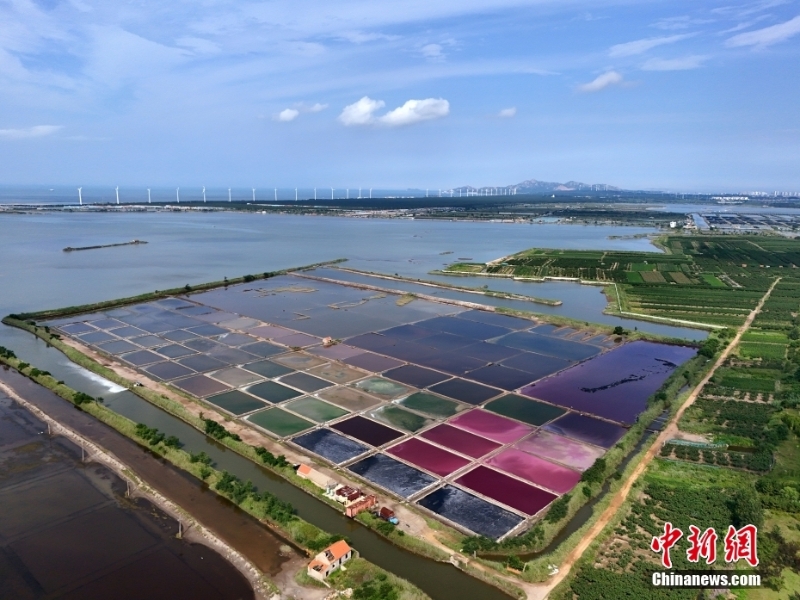 8月7日，山東省榮成市港西鎮(zhèn)朝陽港的一處鹽田在藍天白云的映襯下呈現(xiàn)出色彩斑斕、絢麗多彩的獨特景觀，成為海邊的一道靚麗風景。