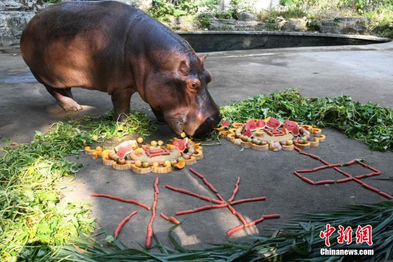 重慶動物園為動物送上特制月餅慶中秋