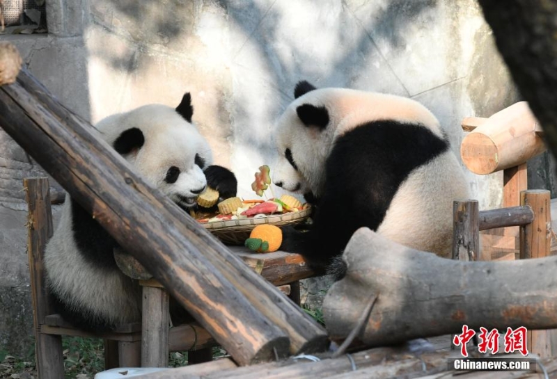 重慶動物園為動物送上特制月餅慶中秋