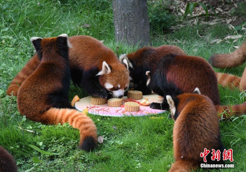 重慶動物園為動物送上特制月餅慶中秋