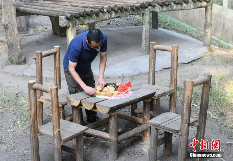 重慶動物園為動物送上特制月餅慶中秋